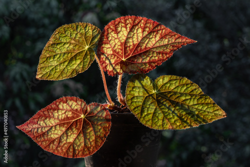 Closeup view of beautiful backlit leaves of rhizomatous begonia hybrid in pot isolated outdoors on dark natural background
