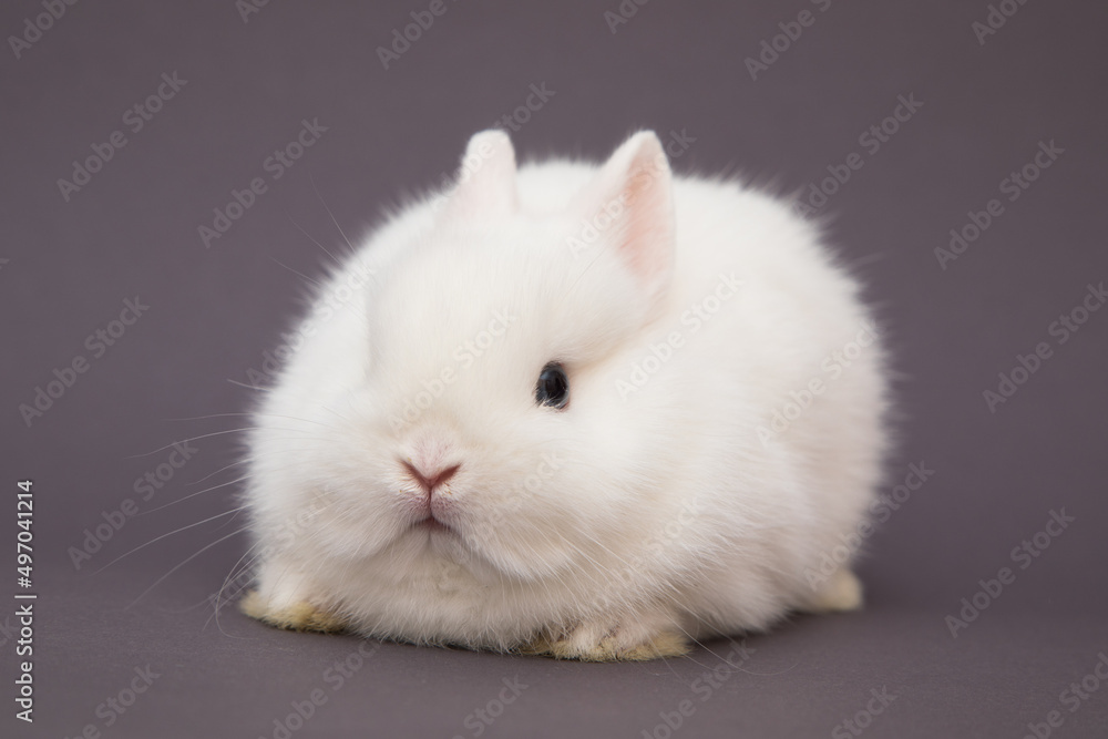 Cute bunny funny rabbit portrait Cute bunny funny rabbit portrait