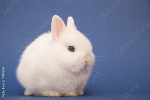 Cute bunny funny rabbit portrait © Smart Future