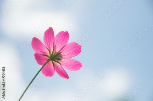 beautiful bright pink flowers against the sky © Stock Photo For You