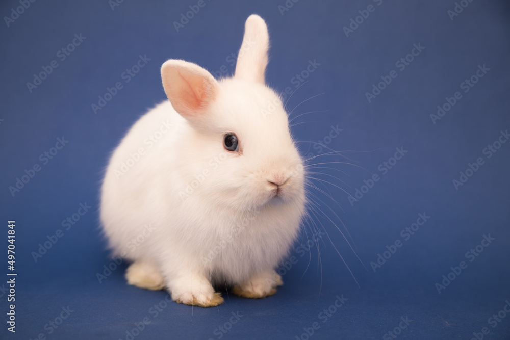 Cute bunny funny rabbit portrait Cute bunny funny rabbit portrait