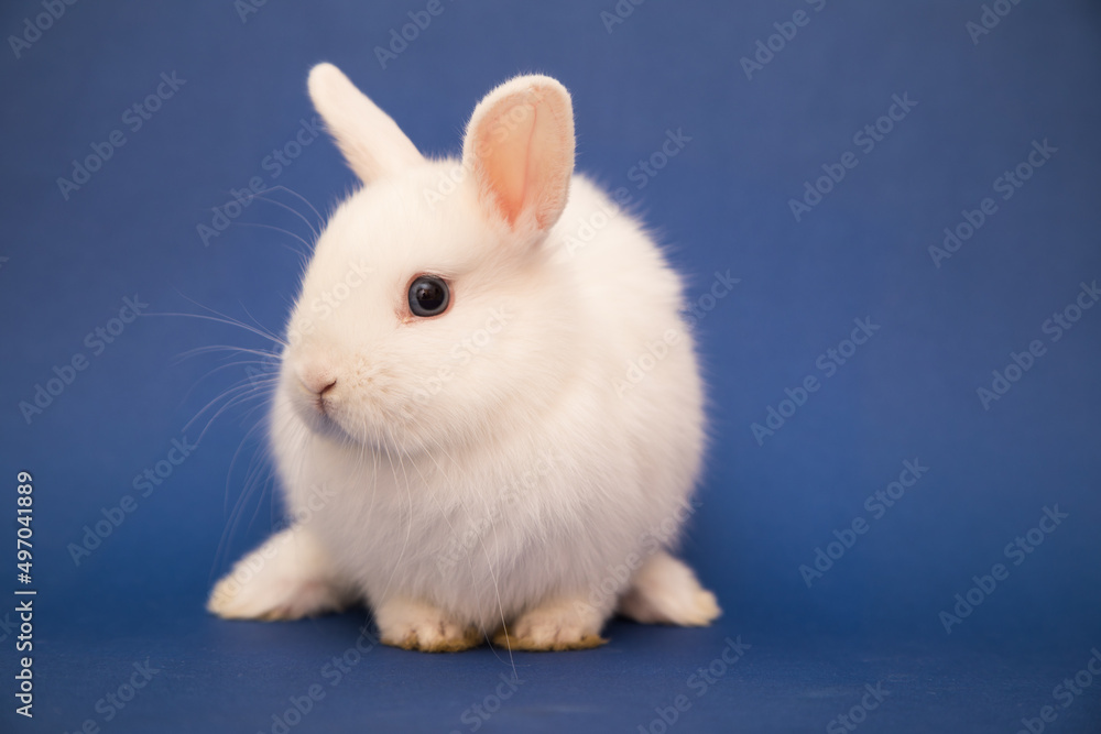 Obraz premium Cute bunny funny rabbit portrait