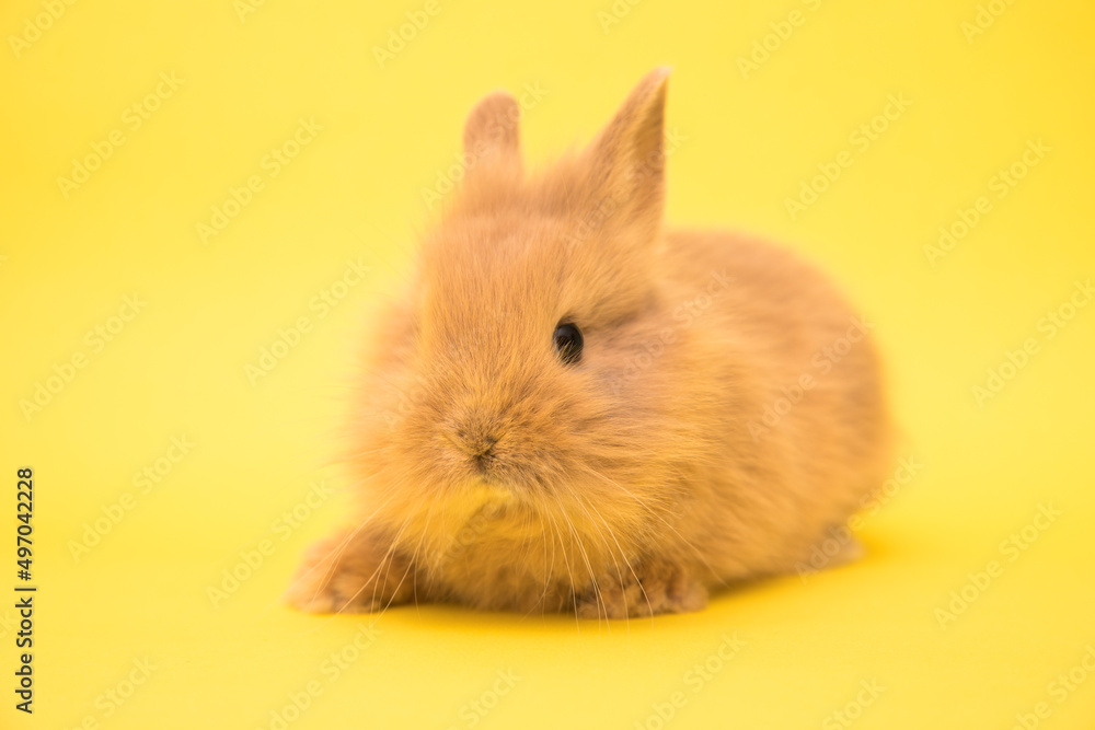 Cute bunny funny rabbit portrait