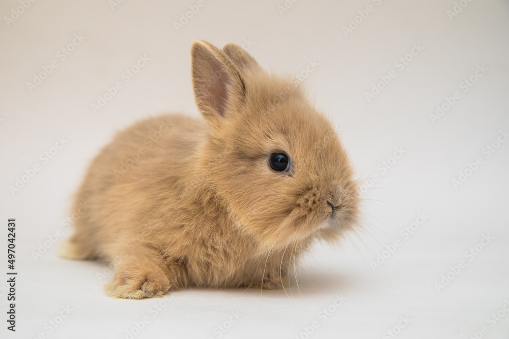 Cute bunny funny rabbit portrait Cute bunny funny rabbit portrait