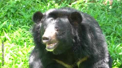 Close up Asiatic Black Bear