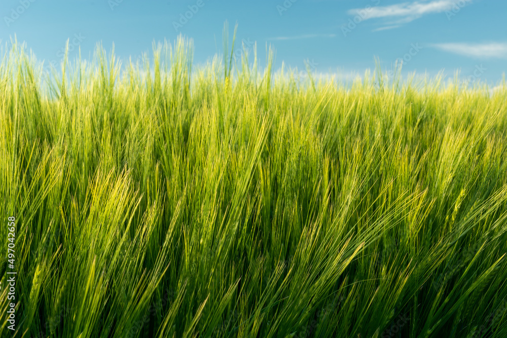Obraz premium Yellow-green barley grain ears and blue sky