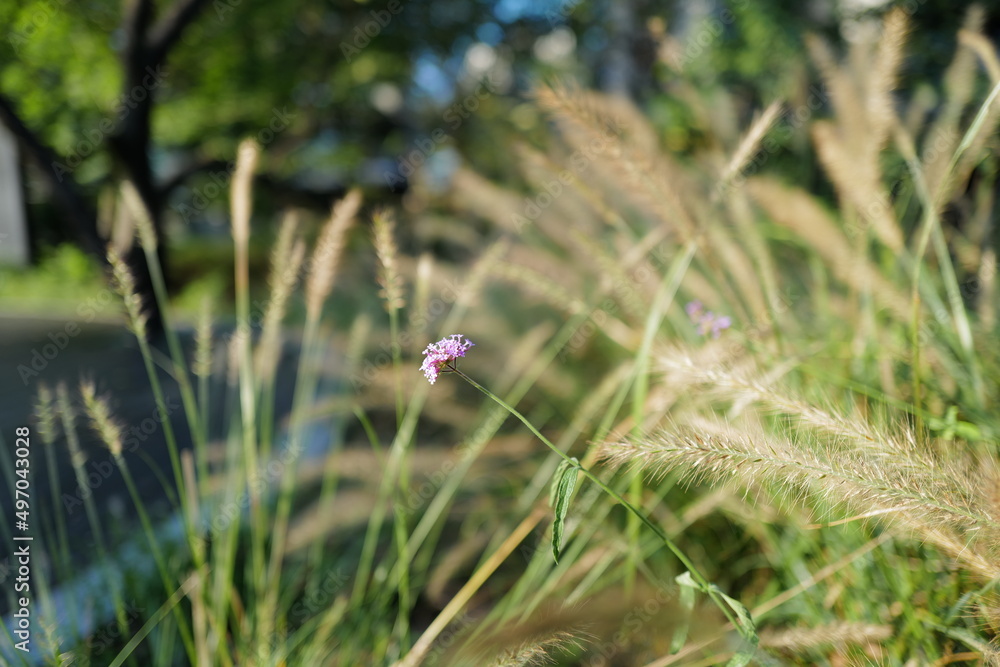 Wild flower 