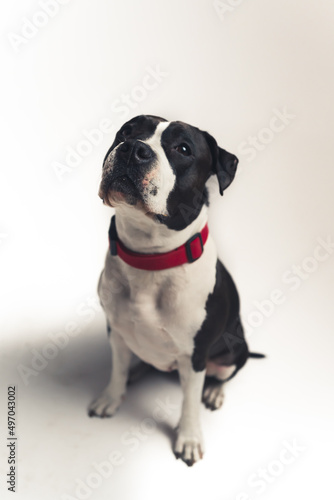 cute lovely black and white bulldog sitting on the floor and looking up studio shot full shot pet concept isolated. High quality photo