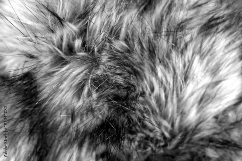 Animal fur close up in black and white.