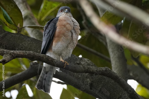 japanese sparrow hawk on the branch © Matthewadobe