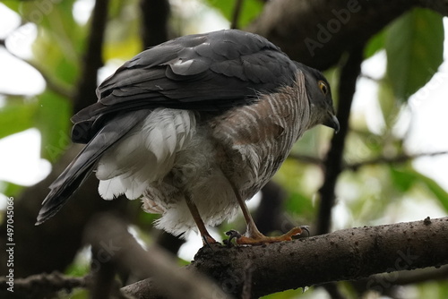 japanese sparrow hawk on the branch