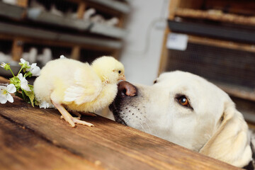 dog labrador retriever looks with interest and sniffs a chicken chick on a wooden table against the background of a flowering branch.