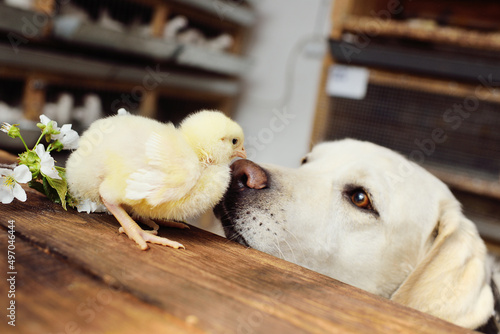 Fotomurale dog labrador retriever looks with interest and sniffs a chicken chick on a wooden table against the background of a flowering branch