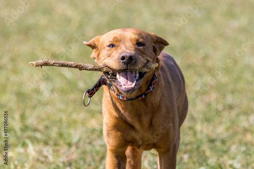 brown labrador retriever running on a field with stick in his mouth
