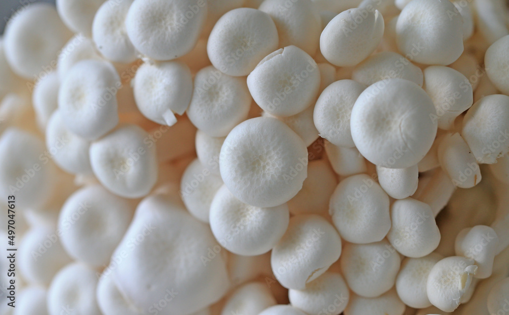 Many fresh mushrooms, close-up photos Many fresh mushrooms, close-up photos