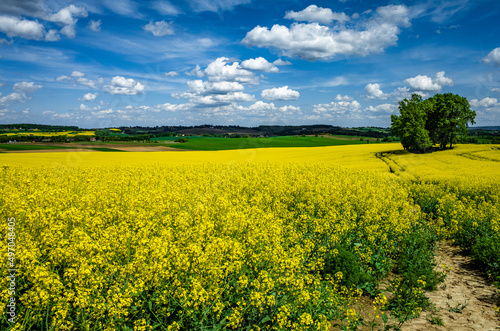 Fototapeta Naklejka Na Ścianę i Meble -  Rapeseed field in spring, Panorama
