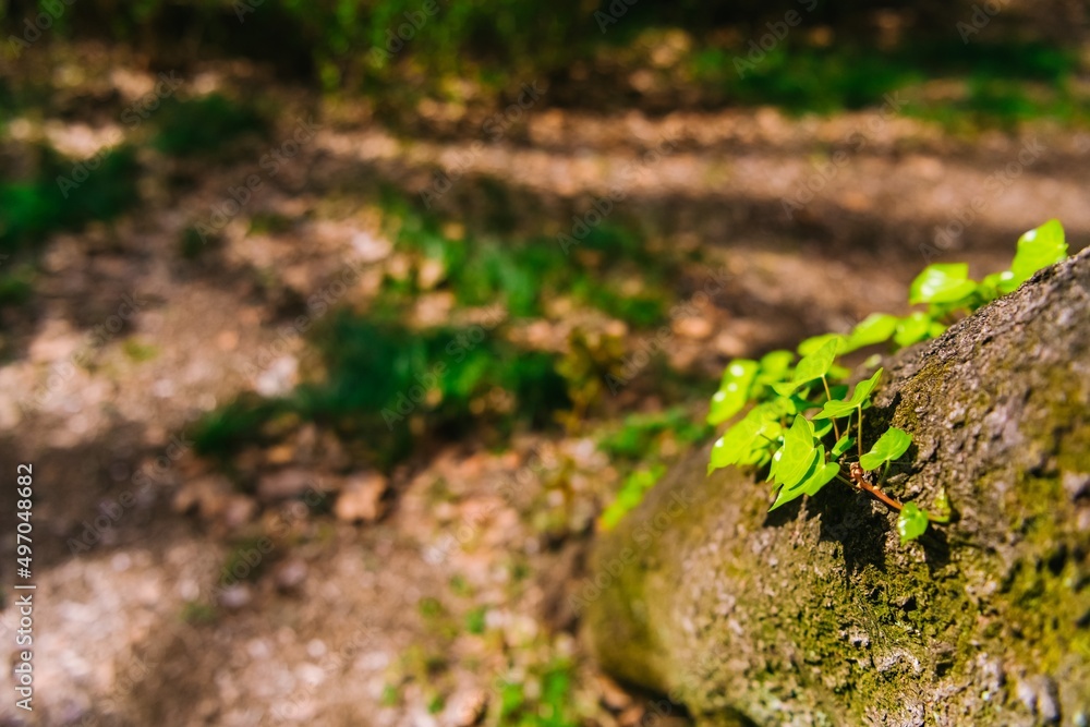 moss on the ground moss on the ground