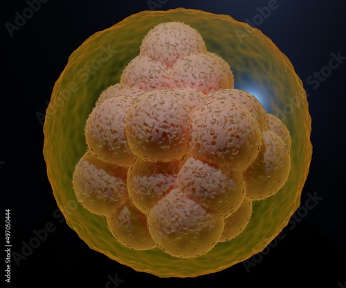 A morula is an early-stage embryo consisting of 16 cells. it called blastomeres. in a solid ball contained within the zona pellucida 3d rendering photo