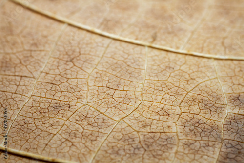 Extreme close-up of a dried leaf.