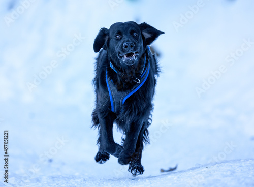 flatcoated retriever running in snow photo