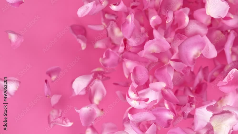 Super slow motion shot of flying pink rose petals towards camera on pink background at 1000 fps. Super slow motion shot of flying pink rose petals towards camera on pink background at 1000 fps.