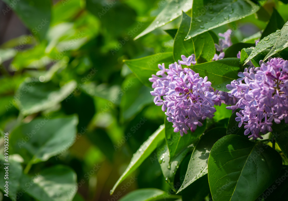 Lilac garden trees under the rain nature spring time with free space text Lilac garden trees under the rain nature spring time with free space text