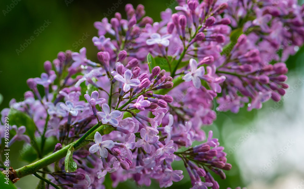 Lilac garden trees under the rain nature spring time with free space text