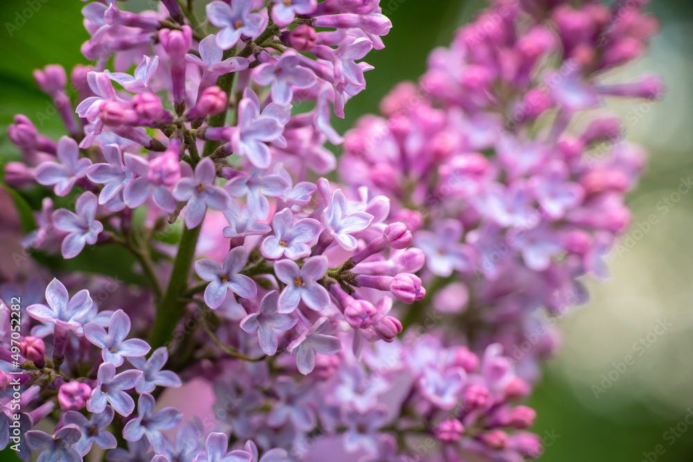 Fototapeta premium Lilac garden trees under the rain nature spring time with free space text