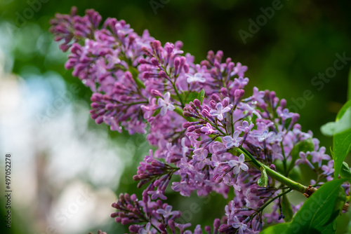 Lilac garden trees under the rain nature spring time with free space text