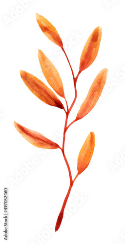 Eucalyptus leaves watercolor . Collection of multicolored fallen autumn leaves isolated on white background