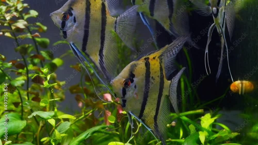 weird adult angelfish in low light planted iwagumi style ecosystem, detail of strange creatures with high body, peaceful relax, popular widespread ornamental fish on sale, pet shop weird adult angelfish in low light planted iwagumi style ecosystem, detail of strange creatures with high body, peaceful relax, popular widespread ornamental fish on sale, pet shop