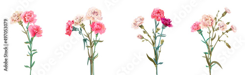 Panoramic view with carnation bouquets. Pink and white flowers, green leaves on empty background. Collection for Mother's Day, Victory Day, digital draw, vintage illustration, vector, watercolor style