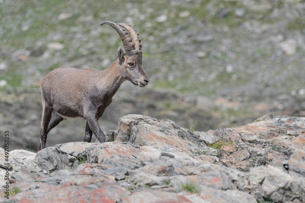 Wild Alps, the Alpine ibex in summer season (Capra ibex)