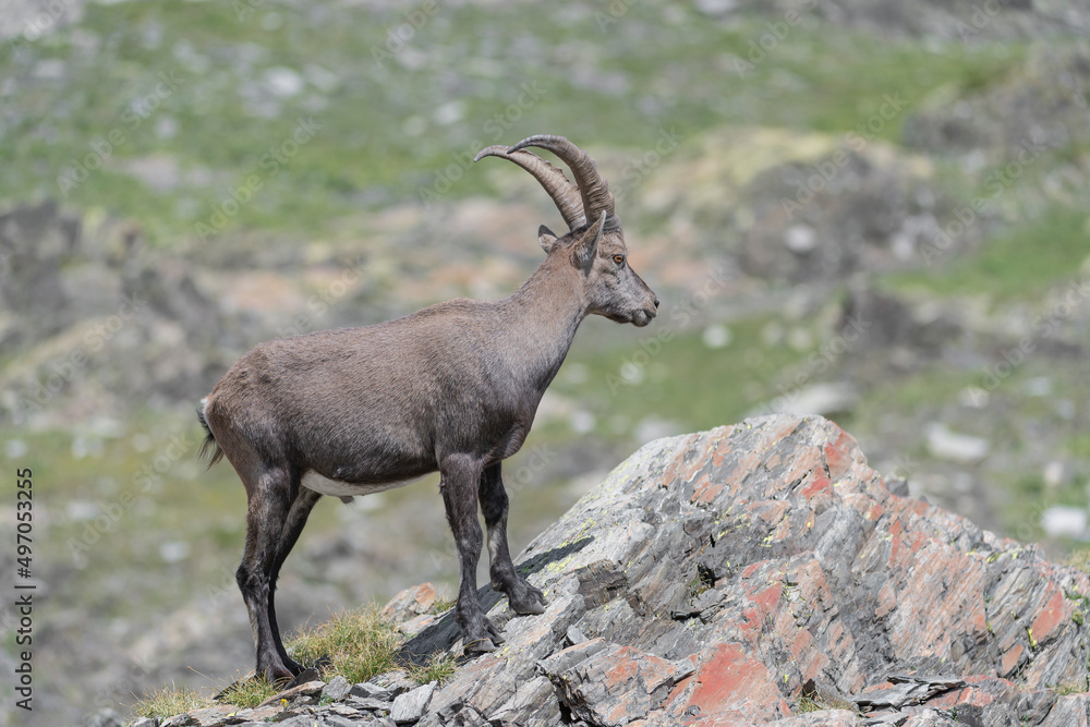 On mountain peak, the Alpine ibex in summer season (Capra ibex)