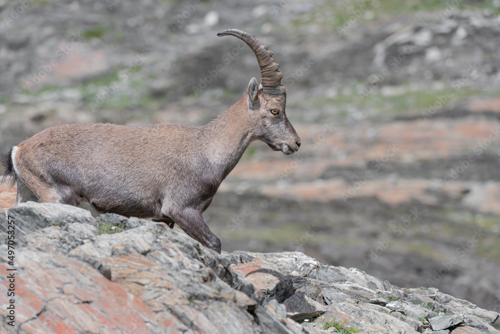 Ibex male on mountain ridge in summer season (Capra ibex)