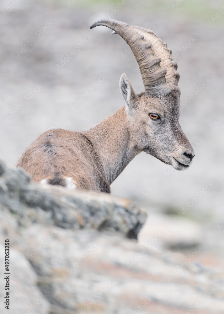 Beautiful portrait of Ibex male in summer season (Capra ibex)