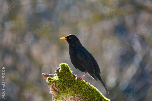 A blackbird sits on an old branch photo