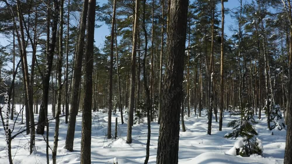 Drone shot flying in the winter pine tree forest. Slow flight in forest on winter season Drone shot flying in the winter pine tree forest. Slow flight in forest on winter season
