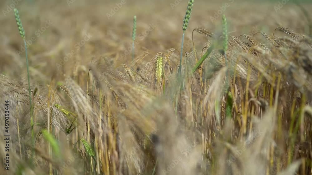 Tall ears of wheat on a field at sunset in summer in calm weather. A bouquet of dried wheat, oats, rye, triticale, linen, flax, on the background of an old wooden table or tabletop. Rustic background Tall ears of wheat on a field at sunset in summer in calm weather. A bouquet of dried wheat, oats, rye, triticale, linen, flax, on the background of an old wooden table or tabletop. Rustic background