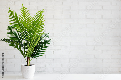 fern plant in white pot over white brick wall background © Di Studio