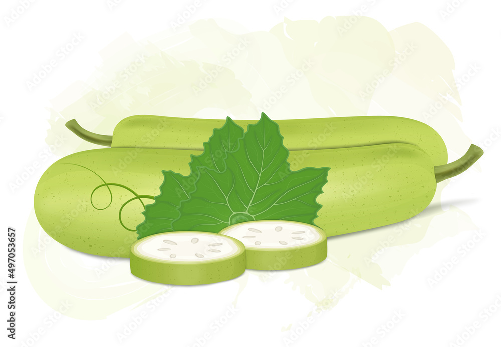 Fresh Green Bottle Gourd vector illustration with bottle Gourd round