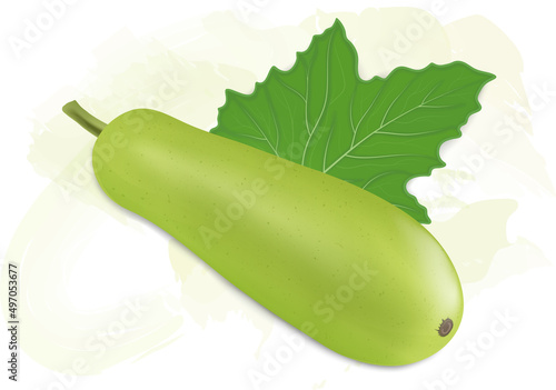 Bottle gourd  vegetable vector illustration on an isometric angle with green leaf