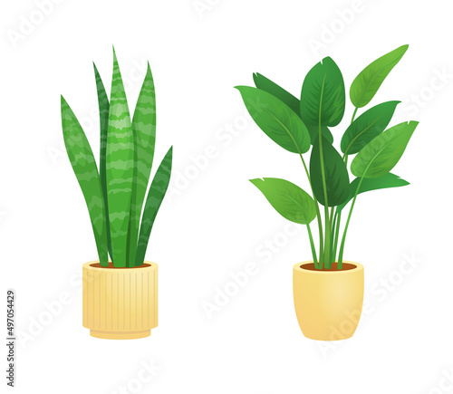 Set  house plant. Vector illustration design. Isolated flat vector illustration. Flat illustration with green set house plant on white background for decoration design. Design element. potted plants 