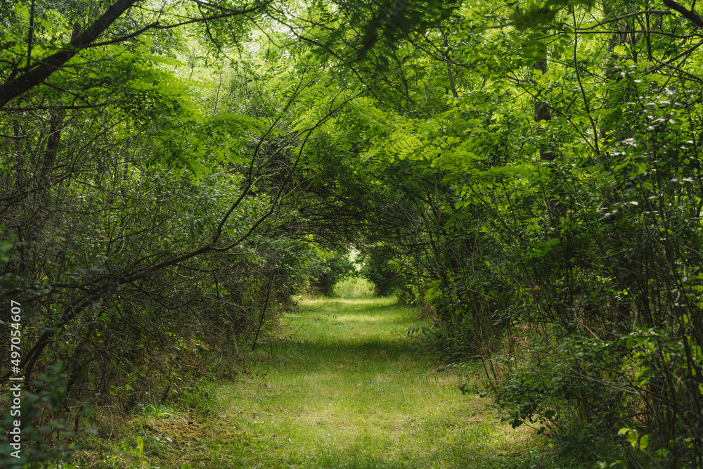 Obraz premium Tunnel of green trees. Fabulous road in the woods. Green trees with green grass. Forest.