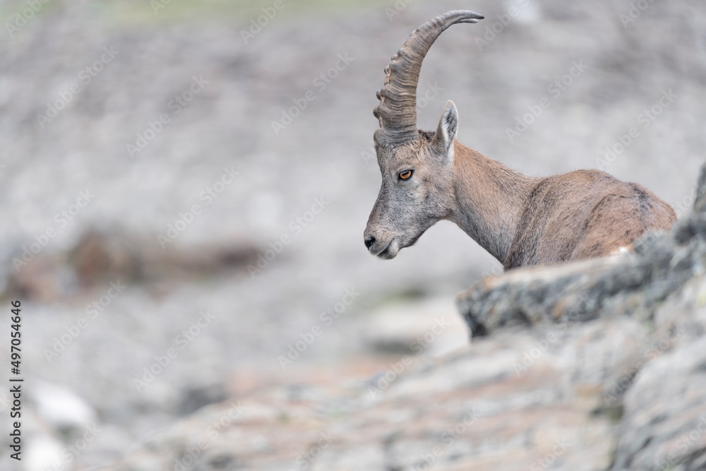 Alpine ibex male among the rocks (Capra ibex)