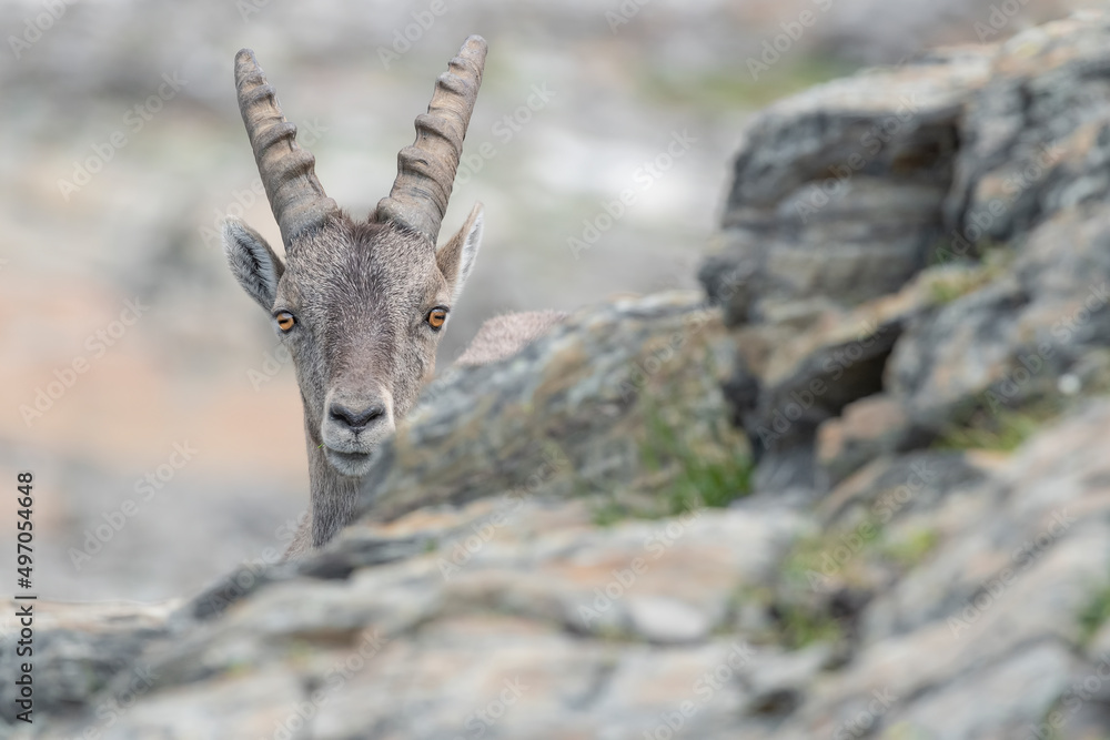 Face to face with Alpine ibex female in summer season (Capra ibex) Face to face with Alpine ibex female in summer season (Capra ibex)