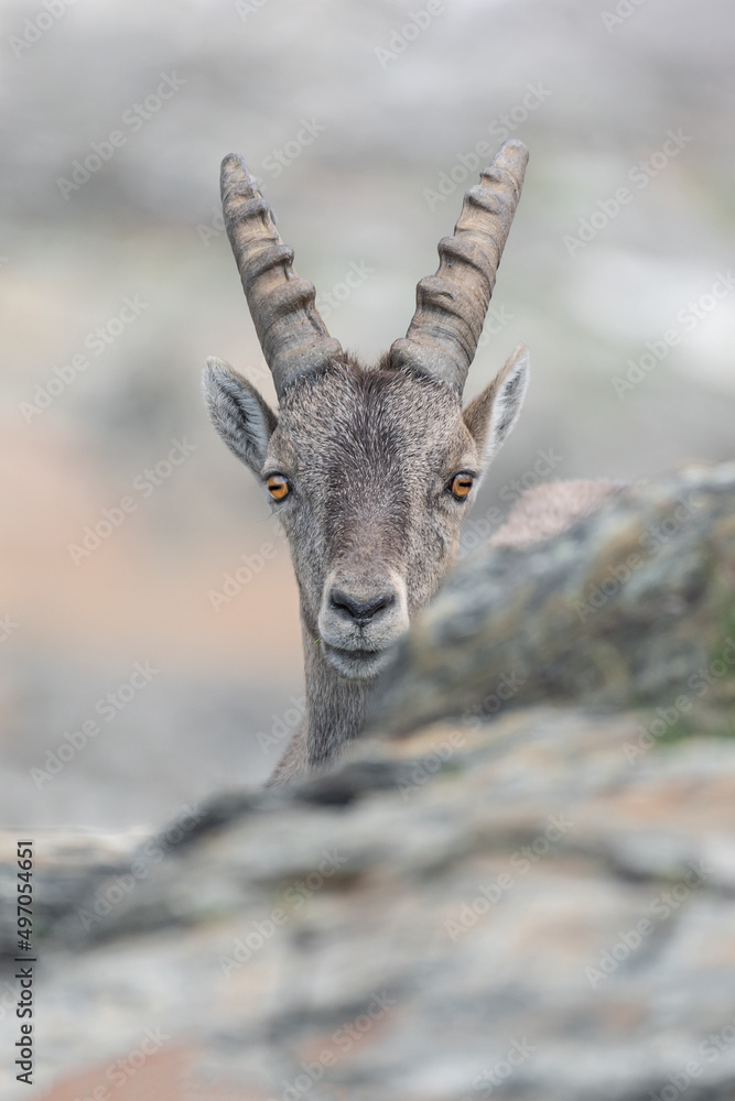 Fine art portrait of Alpine ibex female (Capra ibex) Fine art portrait of Alpine ibex female (Capra ibex)