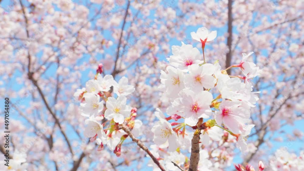 Cherry blossoms in full bloom under the blue sky in spring Cherry blossoms in full bloom under the blue sky in spring