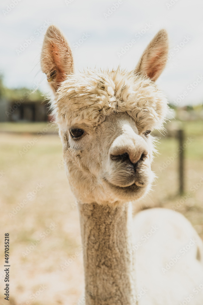 Obraz premium alpaca on natural background, llama on a farm, domesticated wild animal cute and funny with curly hair used for wool