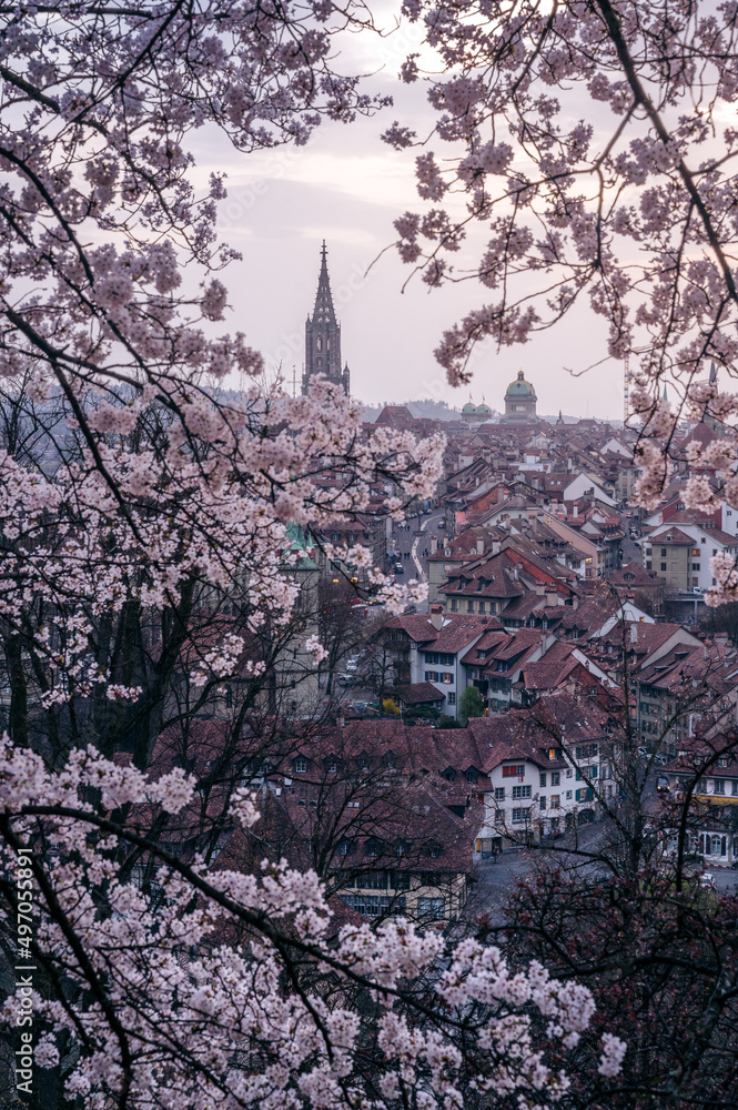 Berner Münster and oldtown framed by flowering cherry blossom trees
